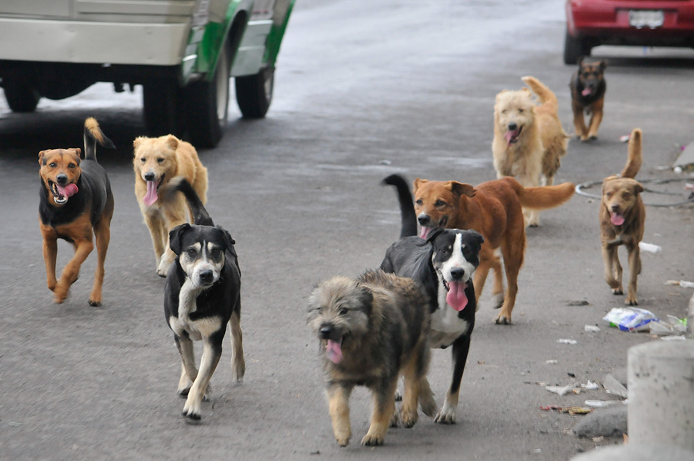 Perros callejeros. Problema de Salud Pública.