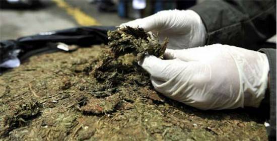 Marihuana. Operativos.