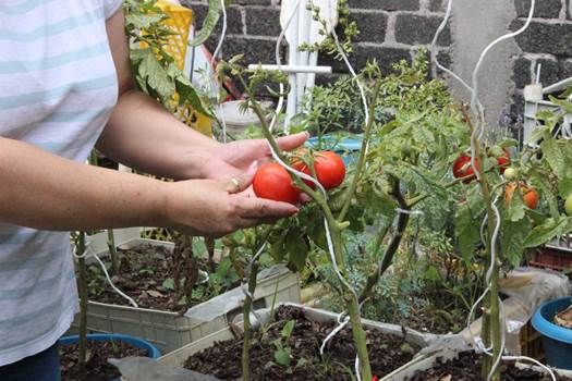 Neza. Agricultura urbana.